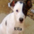 :iconkillapirate: