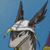 :iconkilldeer73:
