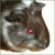 :iconkillerbud84: