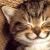 :iconkillerkittykibbles: