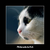 :iconkillravens: