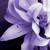 :iconkim-nicole: