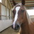:iconkim-schnuckel: