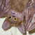 :iconkimb-kreatures: