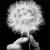 :iconkimber818: