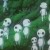 :iconkimbui: