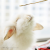 :iconkimikitty14: