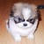 :iconkimmiehiroki: