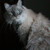 :iconkimmy7477: