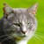 :iconkimmydoezle: