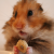 :iconkimography:
