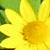 :iconkind-of-peace: