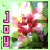 :iconkindred-spirit:
