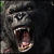 :iconking-kong-fans:
