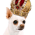 :iconkingchihahua: