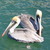 :iconkingdomleader:
