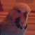 :iconkingfisher911: