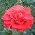 kingfisherfire :iconkingfisherfire: