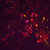 :iconkingfx: