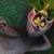 :iconkingjulienlemur: