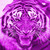 :iconkingofbread: