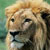 :iconkingofthewhitelions: