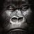 :iconkingoofmyjungle: