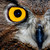 :iconkingowl: