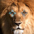 :iconkingster1997:
