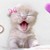 :iconkinnish05: