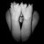 :iconkinsell: