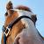 :iconkinzen-haato: