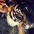 :iconkiorraschiffer89: