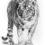 :iconkira-wulf: