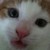 :iconkirajayne98: