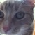 :iconkirkir96: