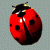 :iconKischo: