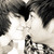 :iconkisekitsune:
