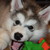 KisshutheWolf :iconkisshuthewolf: