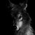 :iconkissofthewolf:
