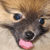 :iconkistine: