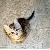 :iconkit-kat-kitty: