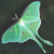 :iconKitaMoth: