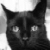 :iconkitanasblut: