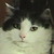 :iconkitcat17: