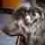:iconKitFox: