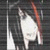 :iconkitkat10236: