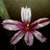 :iconkitkat918: