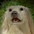 :iconkitkat96: