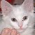 :iconkitsa-kat: